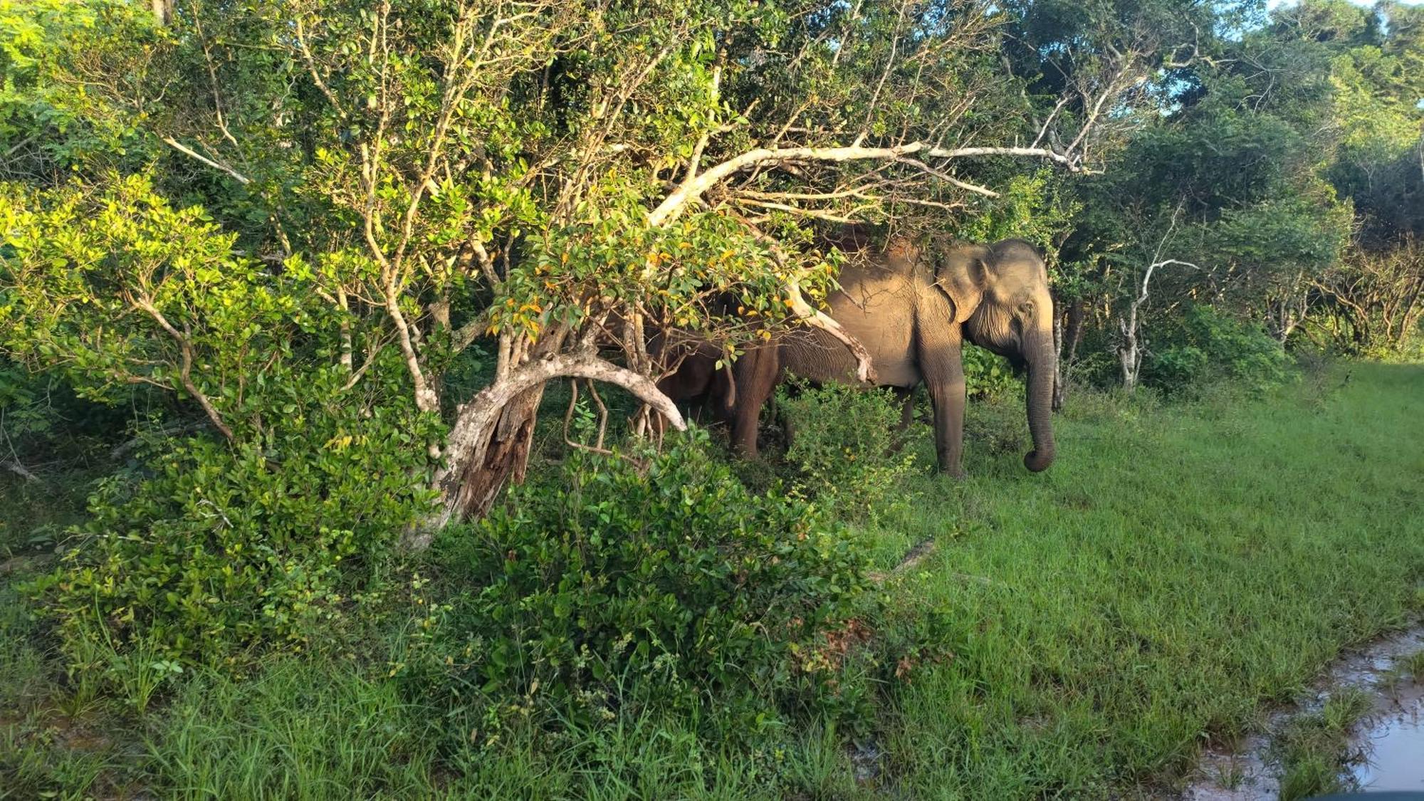 Village Mango Resort Yala Tissamaharama Buitenkant foto